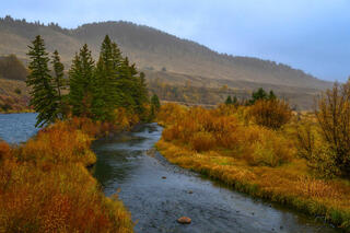 Small branch curling into the Madison River through amber autumn brush and mist-softened hills near the West Fork, Montana — fine art landscape print 