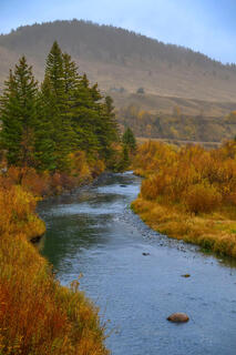 Vertical view looking upstream near West Fork Madison River tributary, amber autumn willows lining both banks, mist-softened hill beyond, Montana — fine art