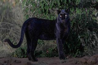 Wild Cat Wildlife Photography
