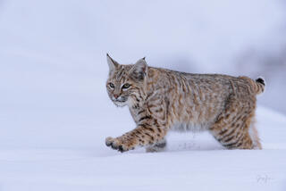 Bobcat Photography Prints — Yellowstone National Park Wildlife 
