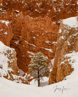 A lone tree stands amongst the rock formations of Bryce Canyon National Park