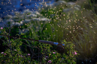 Caddis