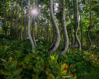 Colorado,photography, of twisted trees, photo,