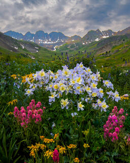Colorado Photography Print of Colorado spring in full display of the state's iconic columbine flowers, Colorado, photo, print,