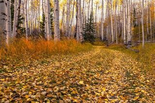 Beautiful Fine Art Colorado Photography Print.  High Quality Wall Art, Colorado, photo, print,