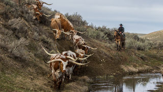 Longhorn Water Break 