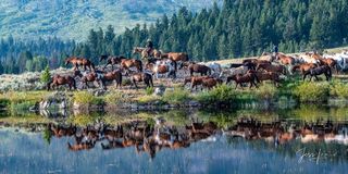 Bringing the horses to water