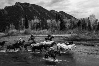 Cowboys crossing a river