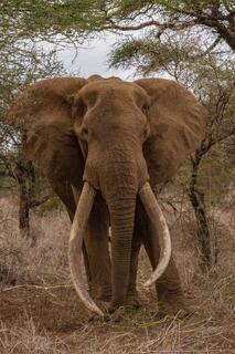 Craig the Super Tusker Elephant Photos - Photographing for conservation