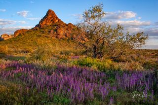 Purple spring flowers in full bloom in Arizona's Sonora desert. 