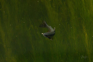 The Fly and The Fish