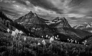 black and white mountains and bear grass from Glacier National Park