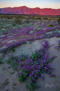 Spring has sprung in the Mojave Desert in California, California, photo, print,