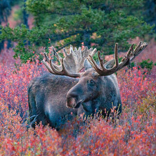 Alaskan Moose Beautiful Fall Photography