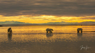 Polar Bear Golden Hour 