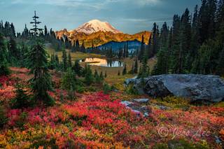 Beautiful Fall color pallet of vegetation in the foreground with Mount Rainier snow capped at sunrise. Red, Blue, and Yellow make the photo seem like a rainbow 