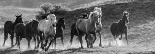 Black and White Photography, Horse Photography