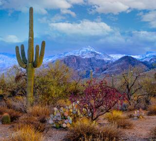 Rare Arizona fine art photography print of snow-covered Saguaro cacti in Sabino Canyon, Tucson.
