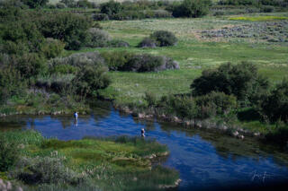 Spring Creek Silver
