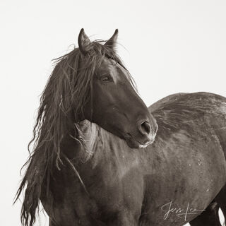 Horse Photography Galleries and Fine Art Prints
