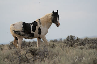 Black and White Wild Photo