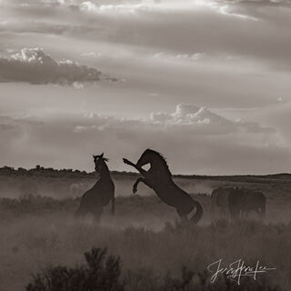 Black and White Wild Stallions fighting