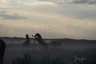 Black and White Wild Horses at sunset.