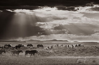 Black and White Horse herd before the storm