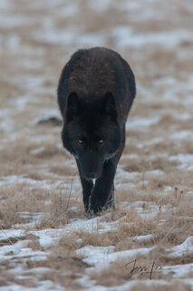  Making Photos and Pictures of Wolves in the Wild