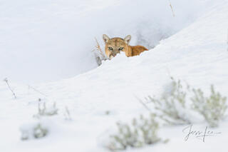 Mountain Lion Photography 