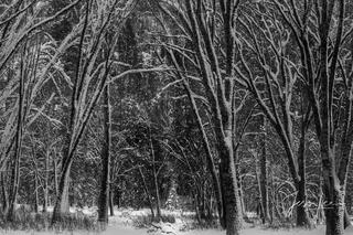 yosemite valley, california, photos,  prints,