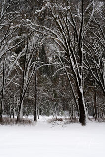 Yosemite Tree Photography Print, california, photos,  prints,