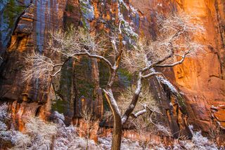 Center Stage snowy tree in Zion National Park picture