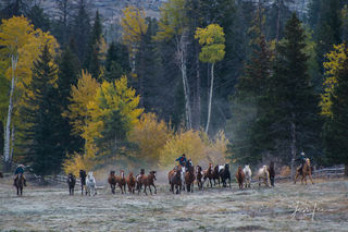 Fall run in