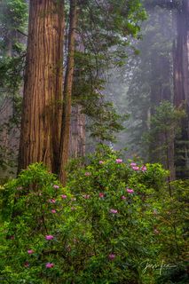 An abundance of rhododendrons standing out in the California redwoods, california, photo, print,