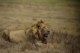 African Lion Photography Prints 