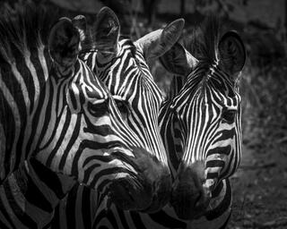 Africa Plains Animal Pictures