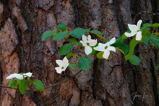 yosemite flowers california, photos,  prints,