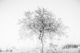 Texas Photo Print