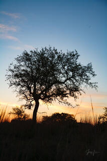 Texas Photo Print