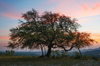 Texas Photo Print