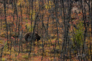 Grizzly searching for a meal in the Alaskan forest. 