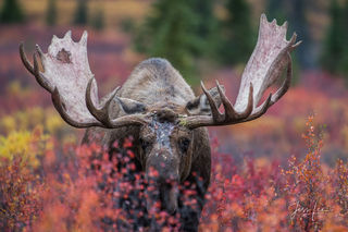Collectors Favorite Wildlife Prints