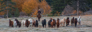 A Cowgirl and Her Horses 