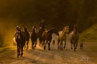 Cowboy and Cavy heading for the roundup