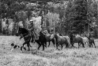 Cowboy on horseback and with dogs