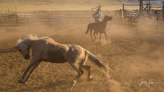 Bronc Roping