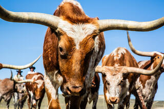 Texas Photo Print