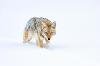COYOTE PHOTOS - WILDLIFE PHOTOGRAPHY PRINTS