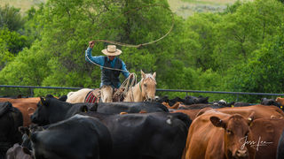 Buckaroo Cowboy Roping 